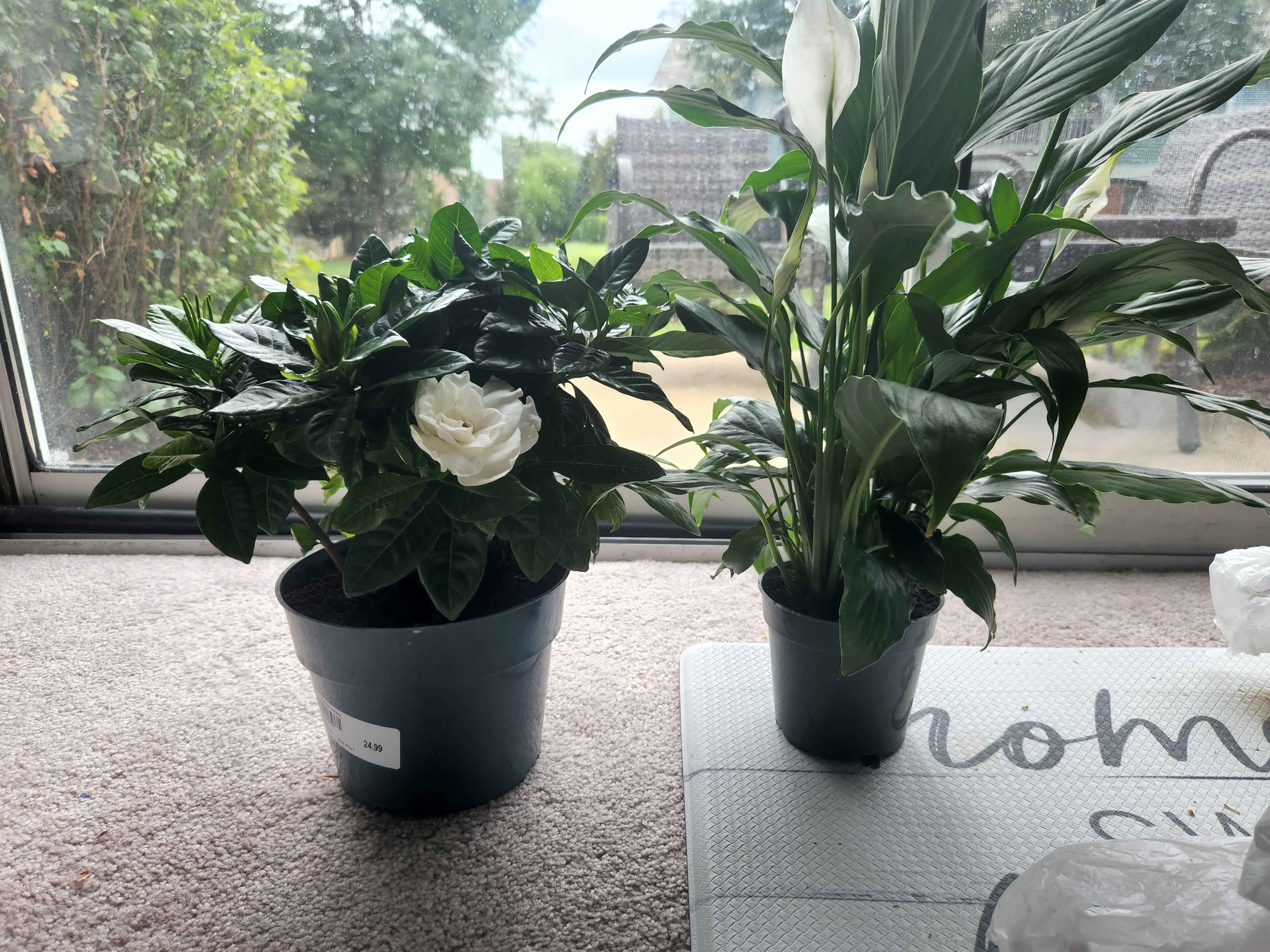 Flowers, Remembrance, and "You" thumbnail